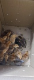 16 Ameraucana Chicks