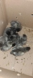 8 Sapphire Gem Chicks