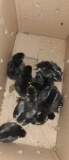 10 Silver Wyandotte Chicks