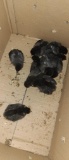 10 Golden Wyandotte Chicks