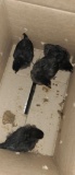 4 Ayam Cemani Chicks
