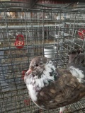Unsexed Pigeon