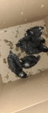 5 Barred Rock Chicks