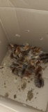 25 Ameraucana Chicks