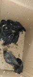 8 Black Australorp Chicks