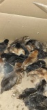 20 Ameraucana Chicks
