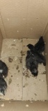 5 Barred Rock Chicks