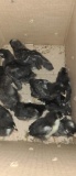 10 Black Australorp Chicks