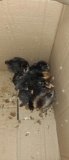 2 Ameraucana & 8 Wyandotte Chicks