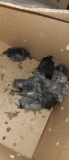 8 Sapphire Gem Chicks