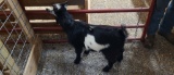 White & Black Pygmy Billy - 1 Yr Old