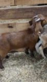 Brown Boer Nanny