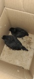 2 Ayam Cemani Chicks