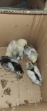 5 Columbian Wyandotte Chicks
