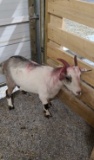 Brown & White Bred Pygmy Nanny - Yearling