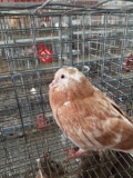 Unsexed Pigeon