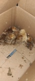 8 Production Red Chicks