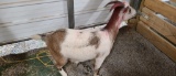 Brown & White Bred Pygmy Nanny