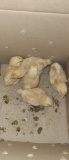 5 Isa Brown Chicks