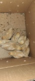 10 Isa Brown Chicks