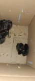 8 Golden Wyandotte Chicks