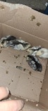 5 Columbian Wyandotte Chicks