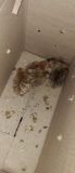 5 Ameraucana Chicks