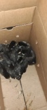 10 Silver Wyandotte Chicks