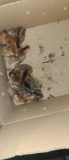 10 Ameraucana Chicks