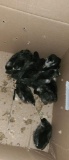 12 Black Australorp Chicks