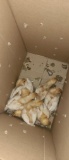 8 Isa Brown Chicks