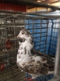 Unsexed Pigeon