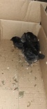 4 Ameraucana Cross Chicks