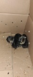 6 Silver Laced Wyandotte Chicks