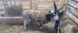 Jacobs Ram - Registered W/ Papers