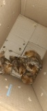 6 Production Red Chicks