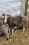 Jacobs Ewe