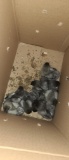 10 Sapphire Gem Chicks