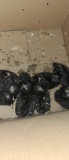 10 Bared Rock Chicks
