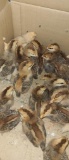 25 Ameraucana Chicks