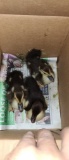 3 Muscovy Ducklings - 2 Wks Old