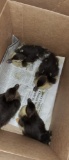 4 Muscovy Ducklings - 2 Wks Old