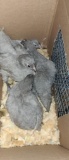 4 Lavender Orpington Chicks