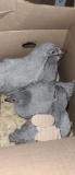 4 Lavender Orpington Chicks