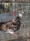 Unsexed Pigeon