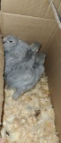 3 Lavender Orpington Chicks