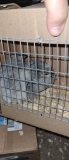 2 Lavender Orpington Chicks
