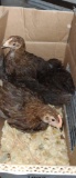 4 Welsummer Chicks - 6 Wks Old