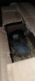 2 Blue Splash Banty Polish Chicks - 1 Mon Old