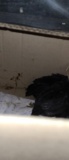 4 Ayam Cemani Chicks - 6 Wks Old
